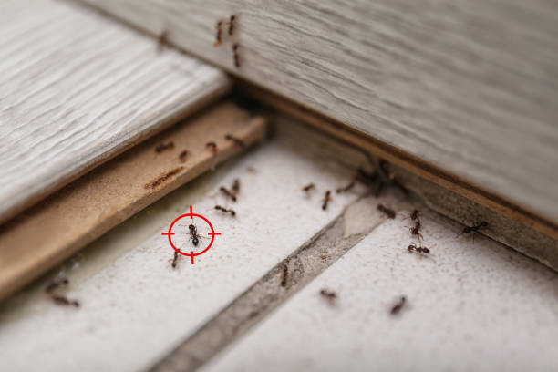 Best Mosquito Control Services  in Grafton, WI