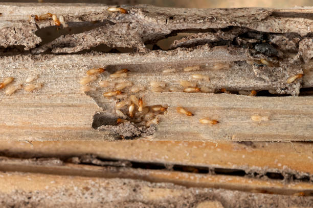 Best Cockroach Control Services  in Grafton, WI